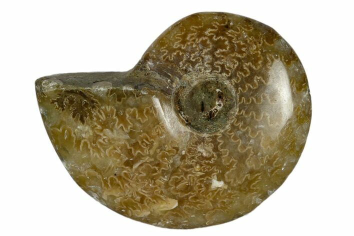 1 1/4 - 1 3/4" Polished Ammonite Fossils - Madagascar - Photo 1